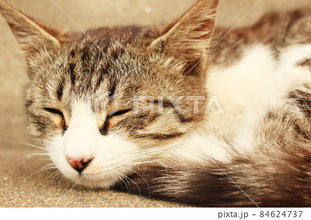 住宅街の猫の写真 84624737