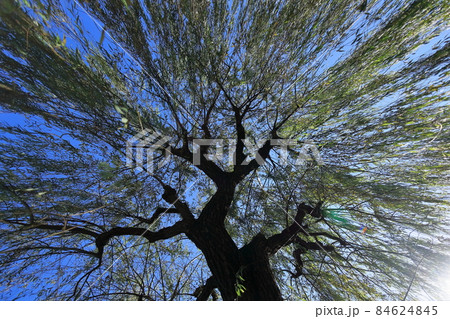 柳の木　 84624845