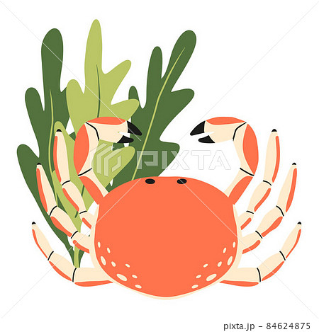 Childrens illustration of crab with seaweed. Hand-drawn orange crab. Childrens illustration of crab with seaweed. Hand-drawn orange crab. 84624875