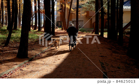 カラマツ林の中を自転車で犬と散歩する高齢女性 カラマツ林の中を自転車で犬と散歩する高齢女性 84625013