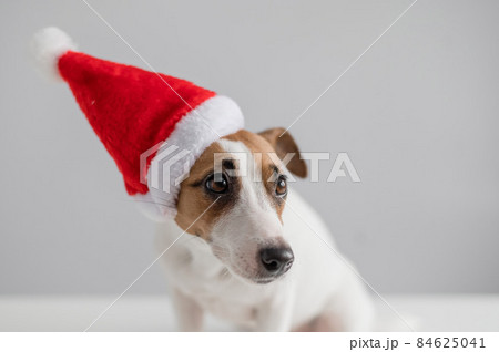 Portrait of a dog jack russell terrier in a santa claus hat on a white background. Christmas greeting card 84625041