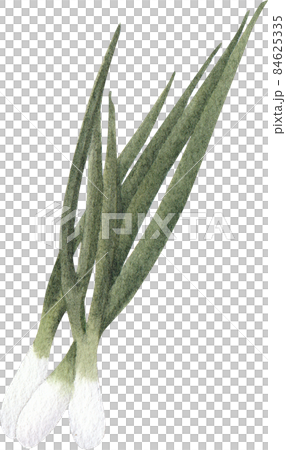 Hong Kong food and ingredients watercolor clipart png Hong Kong food and ingredients watercolor clipart png 84625335