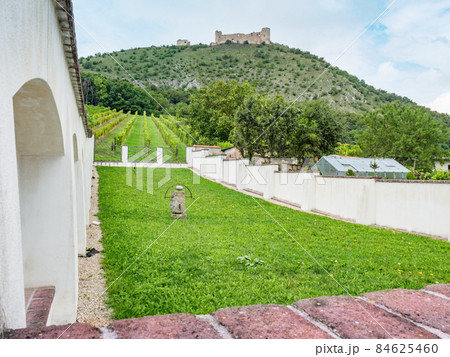 Vineyards region of Pavlov with ruin of Devicky castle. 84625460