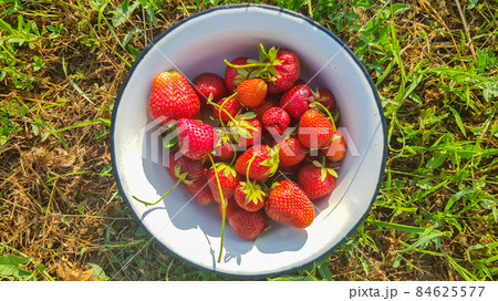 Fresh juicy ripe tasty organic strawberries in an old metal bowl outdoors on a sunny summer day. Strawberry red fresh berries and sweet juicy fruit. Fresh juicy ripe tasty organic strawberries in an old metal bowl outdoors on a sunny summer day. Strawberry red fresh berries and sweet juicy fruit. 84625577
