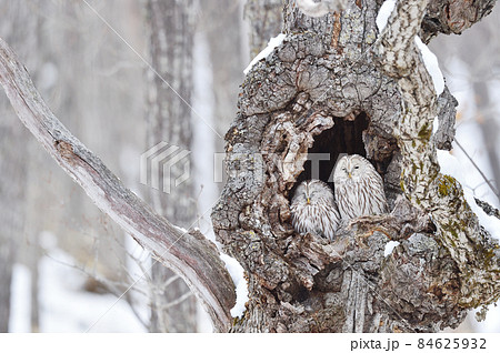 樹洞の中で寄り添う二羽のフクロウ（北海道） 84625932