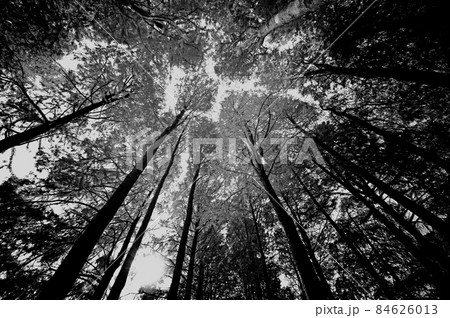 針葉樹を見上げるモノクロームの幻想的な光景 84626013