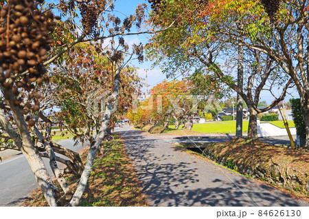 福岡県久留米市の人気紅葉スポット柳坂曾根の櫨並木 84626130