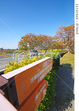 福岡県久留米市の人気紅葉スポット柳坂曾根の櫨並木 84626135