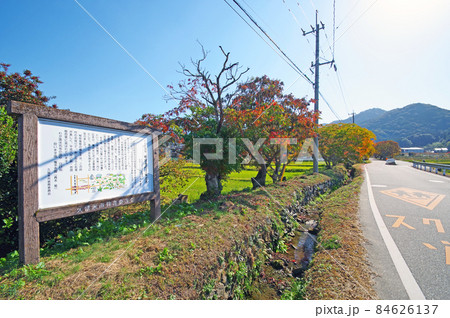 福岡県久留米市の人気紅葉スポット柳坂曾根の櫨並木 福岡県久留米市の人気紅葉スポット柳坂曾根の櫨並木 84626137