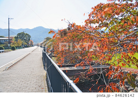 福岡県久留米市の人気紅葉スポット柳坂曾根の櫨並木 福岡県久留米市の人気紅葉スポット柳坂曾根の櫨並木 84626142