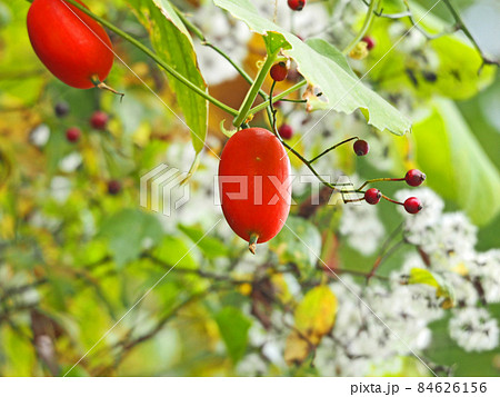 朱赤の果実がぶら下がったカラスウリ 84626156