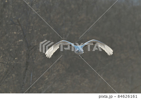 飛び立つタンチョウ（北海道・鶴居） 84626161