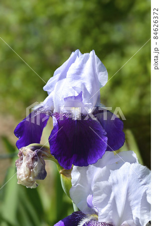 Tall bearded iris Elizabeth Noble 84626372