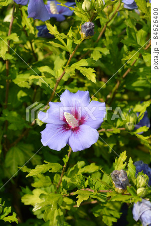 Rose Of Sharon Rose Of Sharon 84626400
