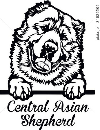 Central Asian Shepherd Peeking Dog - head isolated on white Central Asian Shepherd Peeking Dog - head isolated on white 84626506