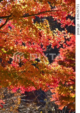 もみじ湖の紅葉【箕輪ダム】 もみじ湖の紅葉【箕輪ダム】 84626751