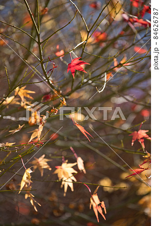 もみじ湖の紅葉【箕輪ダム】 84626787