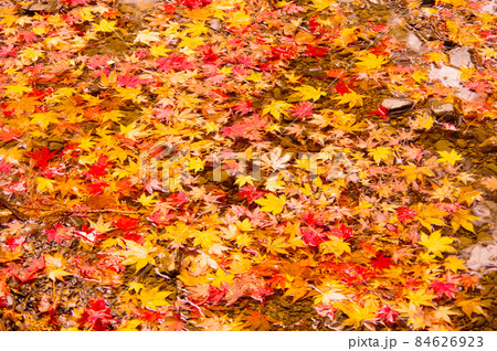 水面の紅葉 水面の紅葉 84626923