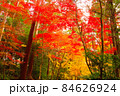 紅葉 84626924