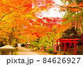 紅葉 84626927