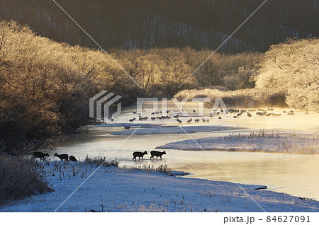 朝日に染まる樹氷に包まれたタンチョウのねぐらに現れたエゾシカの群れ（北海道・鶴居） 84627091