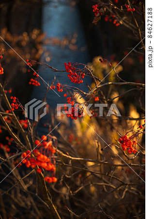 冬の夕方　ナナカマドの木 84627188