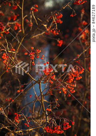 冬の夕方　ナナカマドの木 84627189