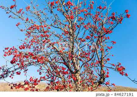 赤い実をつけたサンシュユの木 84627191