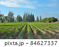 A cassava sapling on several long earth grooves with the sky in the background. 84627337