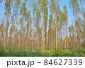 Group of Eucalyptus forest planted in long rows. 84627339