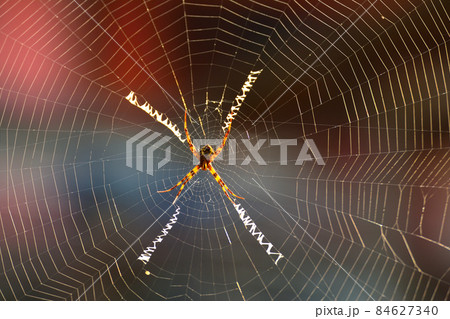 The spider is on the web waiting for its prey. 84627340