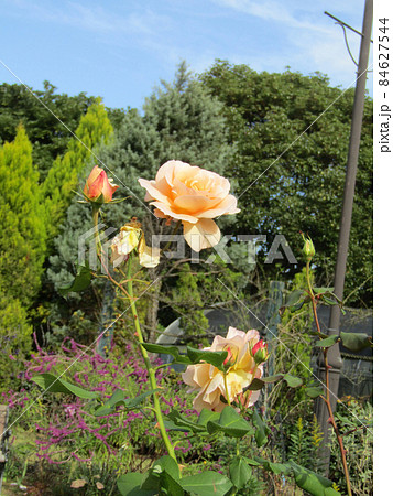 薄桃色の綺麗なバラの花 84627544