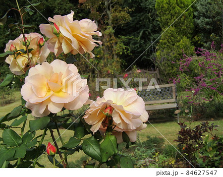 薄桃色の綺麗な大きいなバラの花 84627547