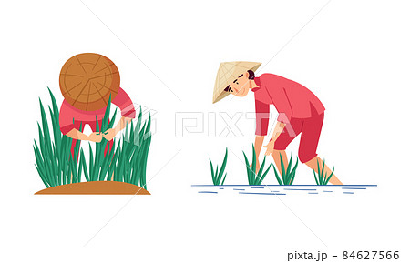 Asian farmers working on farm set. Peasants in straw conical hats planting rice on field cartoon vector illustration Asian farmers working on farm set. Peasants in straw conical hats planting rice on field cartoon vector illustration 84627566