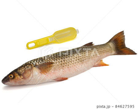 Red-finned mullet isolated on a white background 84627595