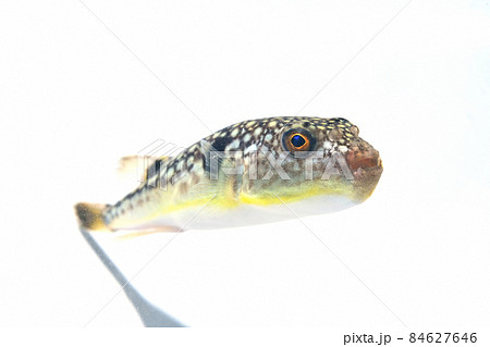 マフグ マフグ 84627646