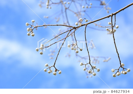 ナンキンハゼの白い実（種子） 84627934