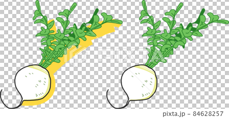 Big big Shogoin turnip or Shogoin radish set illustration material Big big Shogoin turnip or Shogoin radish set illustration material 84628257