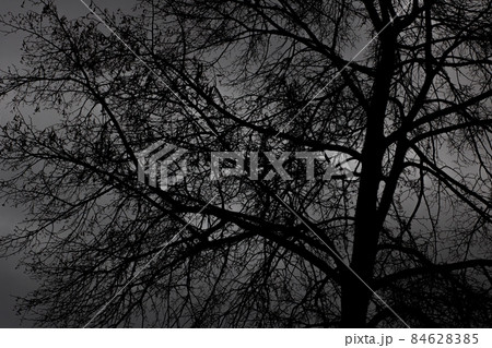 Black tree branches on dark sky background 84628385