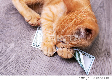 Kitten playing in a pile of dollar bills Kitten playing in a pile of dollar bills 84628436