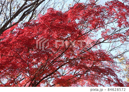 東京の紅葉 東京の紅葉 84628572