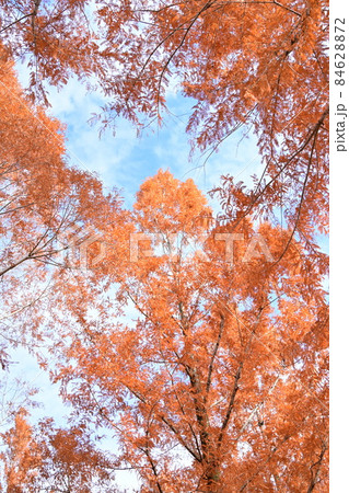 メタセコイアの紅葉と見頃の木 メタセコイアの紅葉と見頃の木 84628872