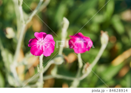 庭に咲くスイセンノウの花 84628914