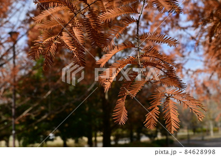 メタセコイアの紅葉と葉 メタセコイアの紅葉と葉 84628998