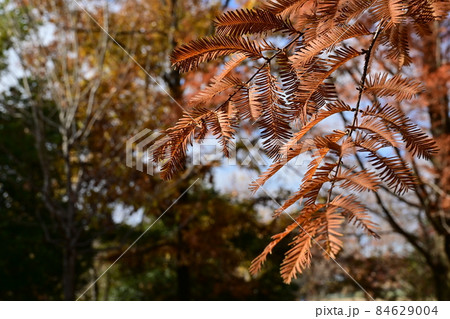 メタセコイアの紅葉と葉 84629004