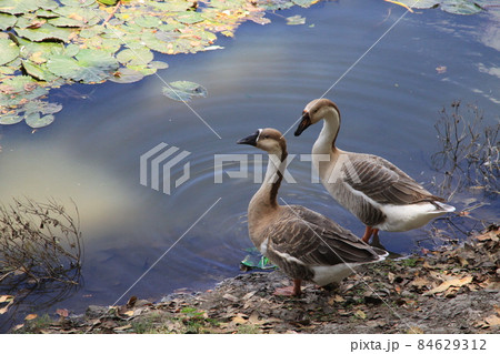 水辺の水鳥 84629312