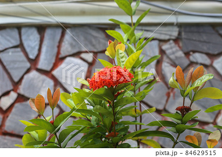 Red Ixora flower blooming in the small garden in summer Red Ixora flower blooming in the small garden in summer 84629515