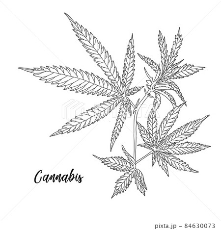 Hemp, cannabis leaves and stems 84630073