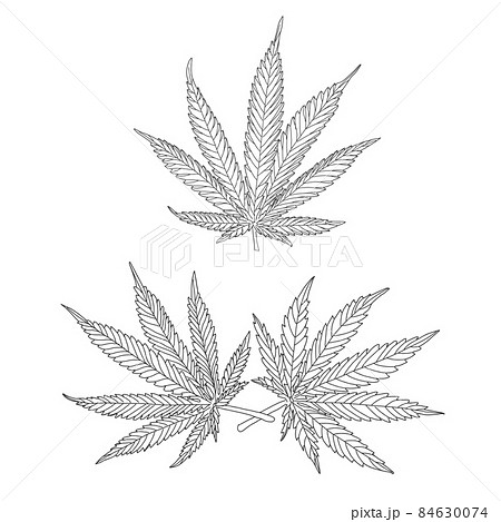 Hemp, cannabis leaves and stems Hemp, cannabis leaves and stems 84630074