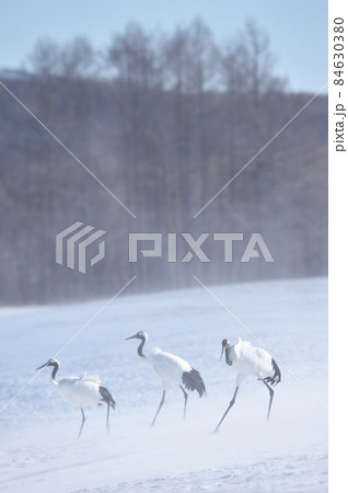 地吹雪とタンチョウ(北海道・鶴居) 地吹雪とタンチョウ(北海道・鶴居) 84630380